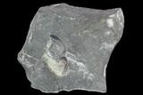 Unprepared Drotops Trilobite - About Long #106861-9
